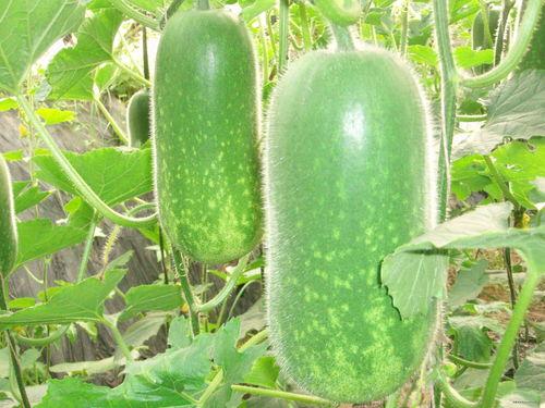 彩虹社吃瓜图片,揭秘网络红人的幕后故事