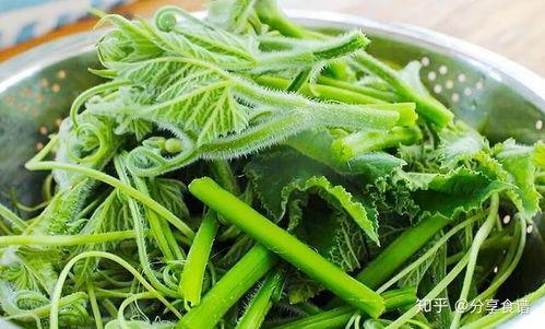 瓜尖怎么吃最好,解锁最佳食用之道