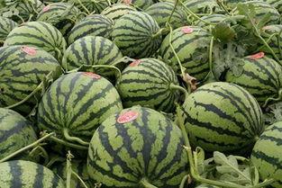 余姚吃瓜事件,一场网络舆论的风暴与反思