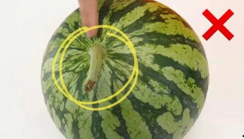 常熟理工吃瓜,揭秘背后的真相与反思