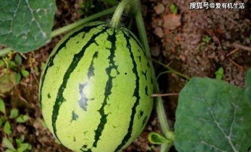 摘瓜怎么吃,解锁瓜类食材的多彩吃法