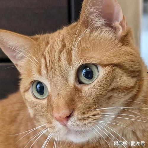 小猫吃瓜的头像,萌态十足！