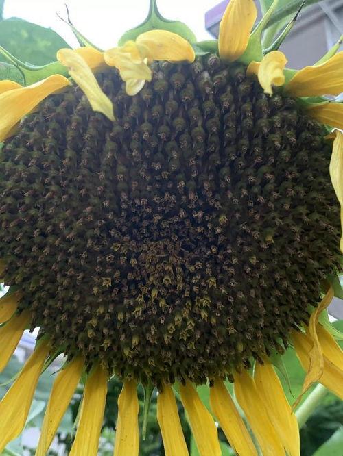 余葵吃瓜,揭秘娱乐圈背后的那些事儿