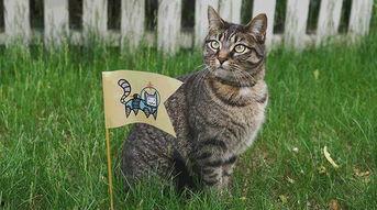 吃瓜资源发财猫,财富猫的逆袭之路