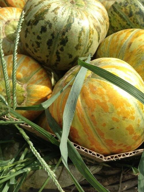 瓜最甜给老婆吃,瓜最甜，爱意浓，为老婆精心挑选的甜蜜礼物