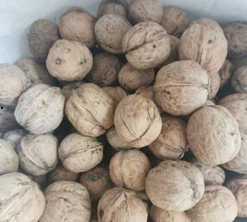 垣曲县吃瓜,瓜果飘香，品味田园生活